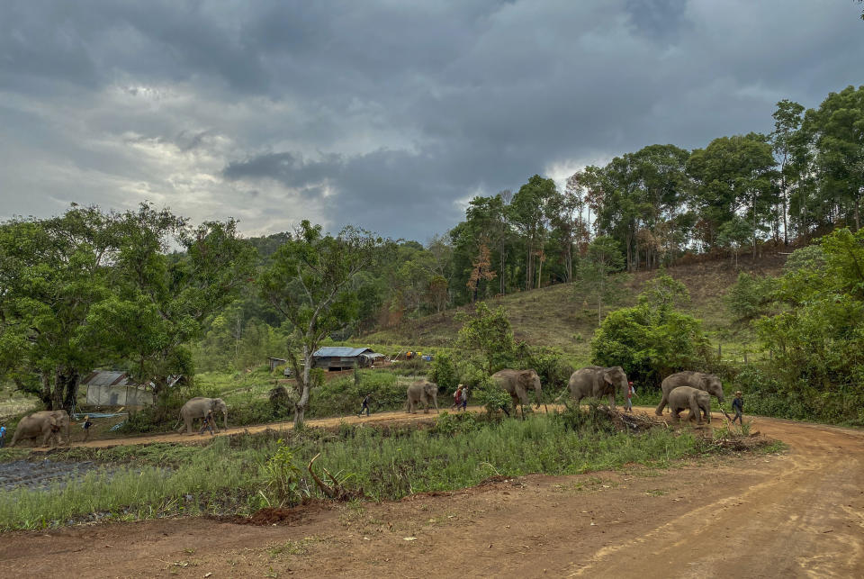 In this Thursday, April 30, 2020, photo provided by Save Elephant Foundation, a herd of 11 elephants walk along a dirt road during a 150-kilometer (93 mile) journey from Mae Wang to Ban Huay in northern Thailand. Save Elephant Foundation are helping elephants who have lost their jobs at sanctuary parks due to the lack of tourists from the coronavirus pandemic to return home to their natural habitats. (Save Elephant Foundation via AP)