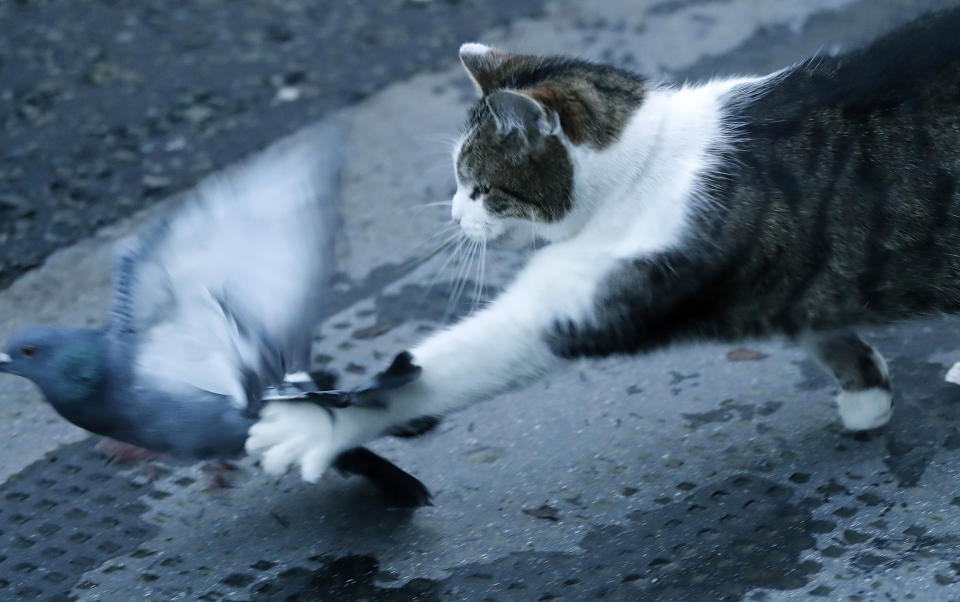 FILE - In this Thursday, Dec. 24, 2020 file photo, Larry the cat, Chief Mouser to the Cabinet Office catches a pigeon as journalists await results of the Brexit trade deal in Downing Street in London. Monday, Feb. 15, 2021 marks the 10th anniversary of rescue cat Larry becoming Chief Mouser to the Cabinet Office in a bid to deal with a rat problem at 10 Downing Street. (AP Photo/Frank Augstein, file)