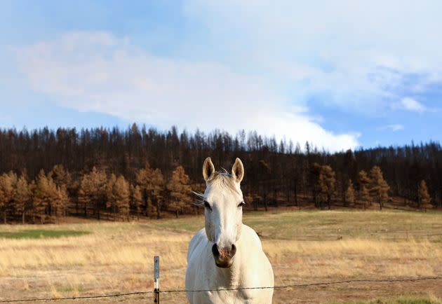 A horse stands near wildfire-scorched trees in early June in the Las Vegas, New Mexico area. (Photo: Mario Tama via Getty Images)