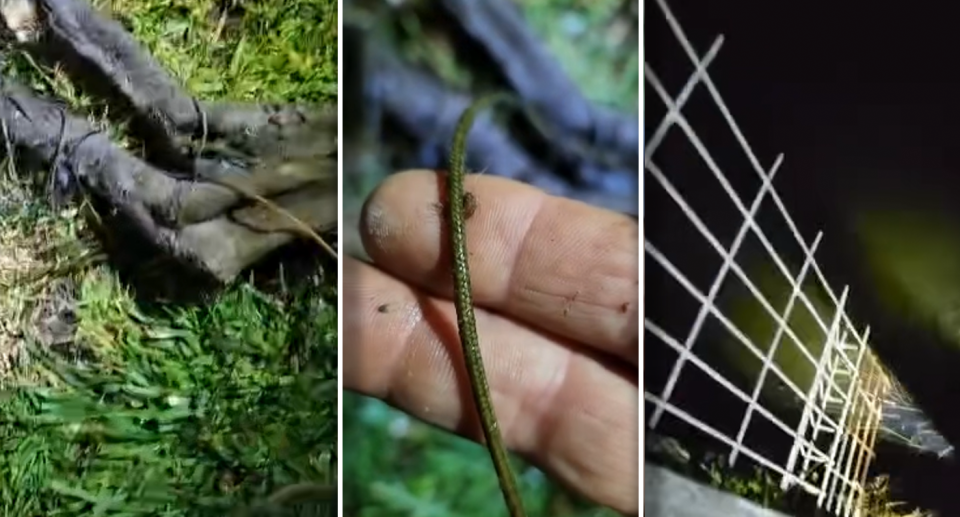 Left - Two kangaroo legs tied with cord. Middle - two human fingers holding the cord. Right - a fence leading into water