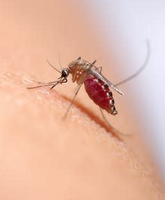 <span class="caption">Mosquitos can transmit the malarial parasite when they bite humans, which leads to blood infection.</span> <span class="attribution"><a class="link " href="https://www.shutterstock.com/image-photo/close-mosquito-sucking-blood-on-human-372765109" rel="nofollow noopener" target="_blank" data-ylk="slk:Shutterstock;elm:context_link;itc:0;sec:content-canvas">Shutterstock</a></span>