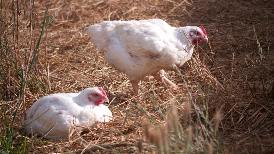 Two of Perdue Farms’ organic chickens roam outside at one of its farms.