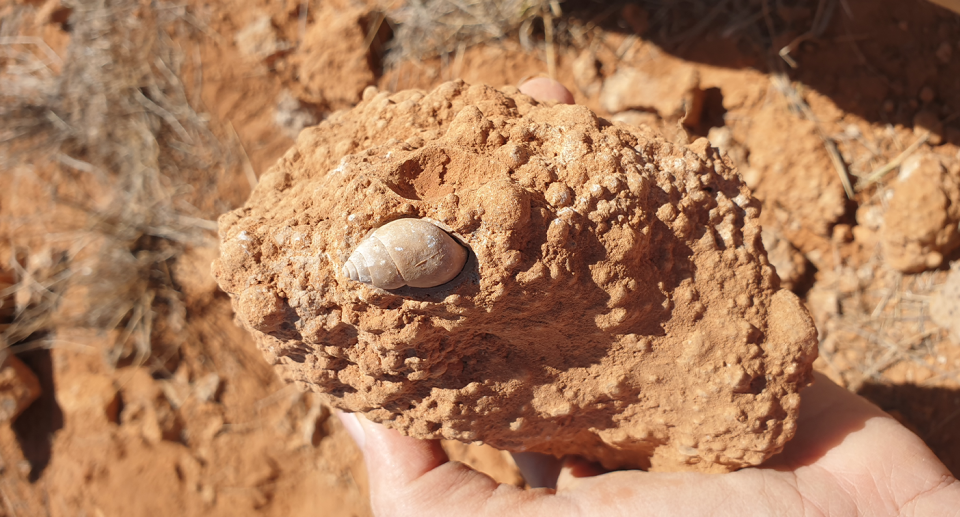 Fossilised remains of Bothriembryon pilkiensis being held in someone's hand.