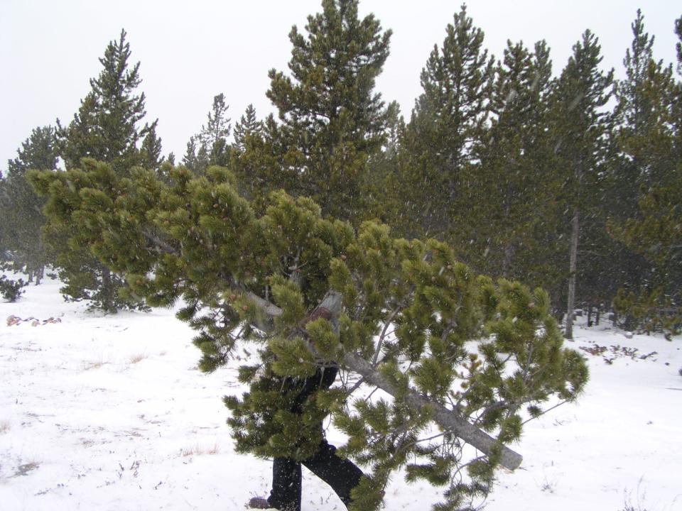 Permits are on sale for the Canyon Lakes Ranger District west of Fort Collins Nov. 26 through Jan. 8. They cost $20 per tree.