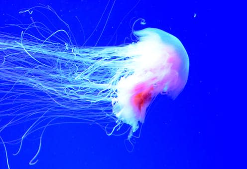 <span class="caption">Giant jellyfish are being spotted along the Scottish coast</span> <span class="attribution"><span class="source">Shutterstock</span></span>