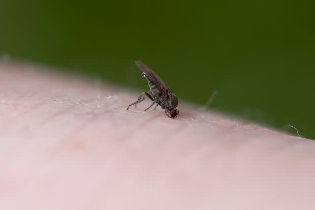 <p>Getty</p> Sand fly feeds on a human leg in New Zealand