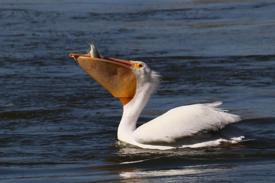 American white pelicans scoop up fish in their pouches and throw their heads back to swallow the catch.