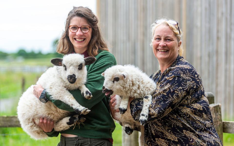 Sheep new breed Shalais Shetland Valais animals farm Farmer Palmer’s petting zoo Dorset - Max Willcock/BNPS