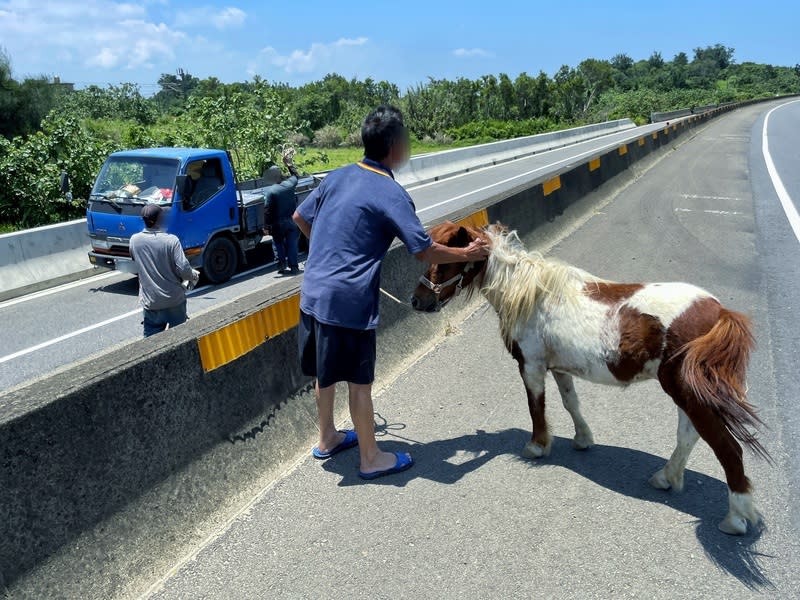 迷你馬跑上西濱快速道路 警方24日上午11時許獲報，有一隻迷你馬跑到苗栗縣 台61線西濱快速道路逗留；經查是附近的牧場所飼 養，飼主已將馬載回，所幸未造成人車受傷。 （苗栗縣警察局提供） 中央社記者郭宣彣傳真  113年6月24日 