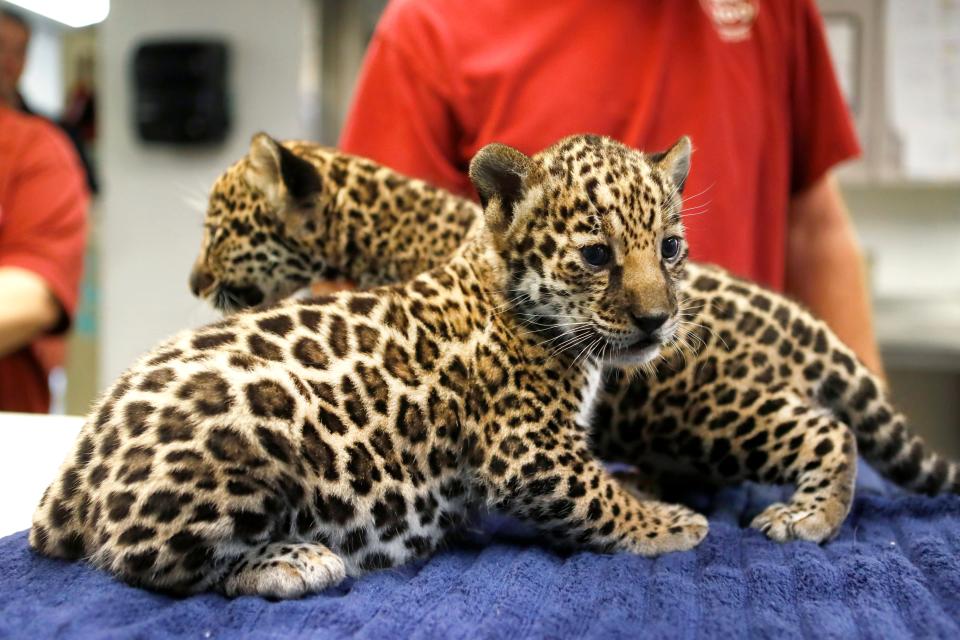Two female jaguar cubs born last month at the Memphis Zoo get a checkup Thursday.