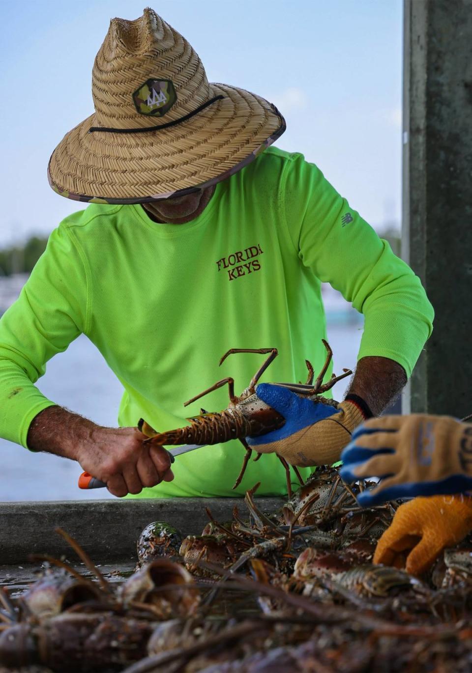 Redland resident Sergio Garcia lends a hand in removing the tails from 60 lobsters caught by the team of five divers after their early start and return to Matheson Hammock Park Marina on Wednesday, July 28, 2021. Theres a 12-lobster limit in Florida, except in Monroe County and Biscayne National Park, where the limit is six per person. The two-day lobster mini season started for residents and visitors to get their share of lobsters ahead of the commercial and regular season.