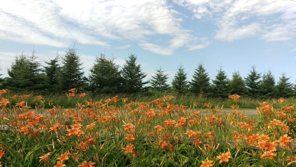 Common orange daylilies along a driveway in Port Washington.