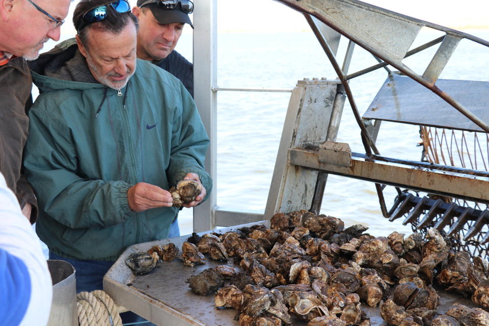 St, Bernard Parish oysterman Brad Robin, owner of Robin Seafood, checking oysters damaged by fresh water flooding off St Bernard Parish. (Photo: Rocky Kistner)