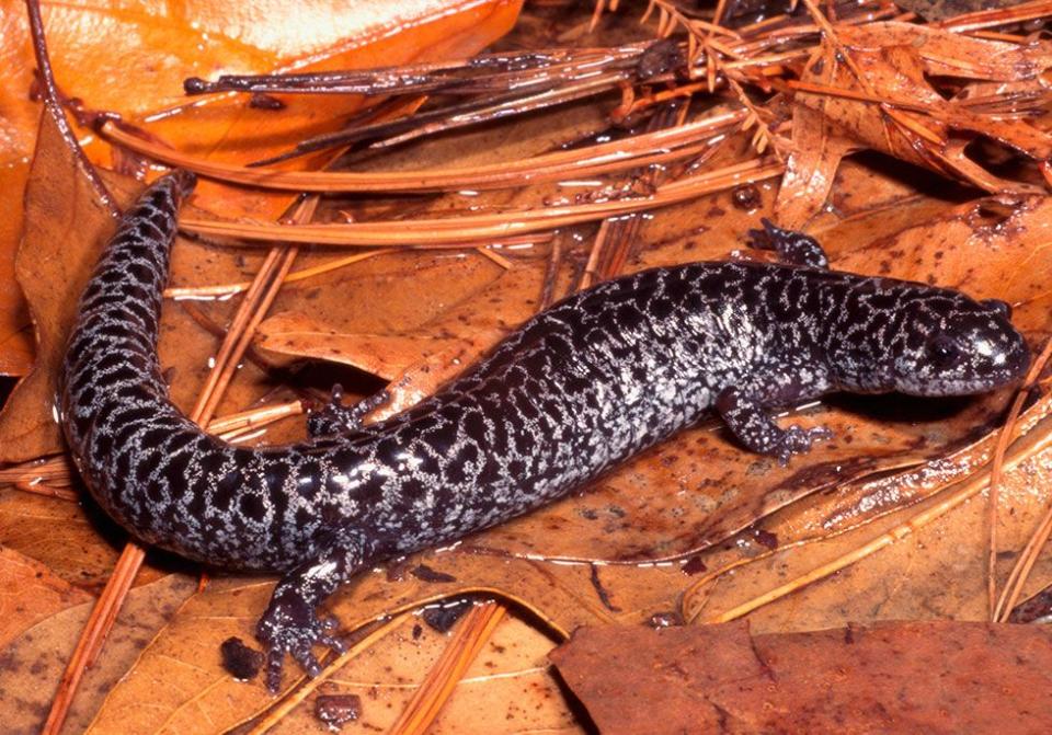 Flatwoods Salamander