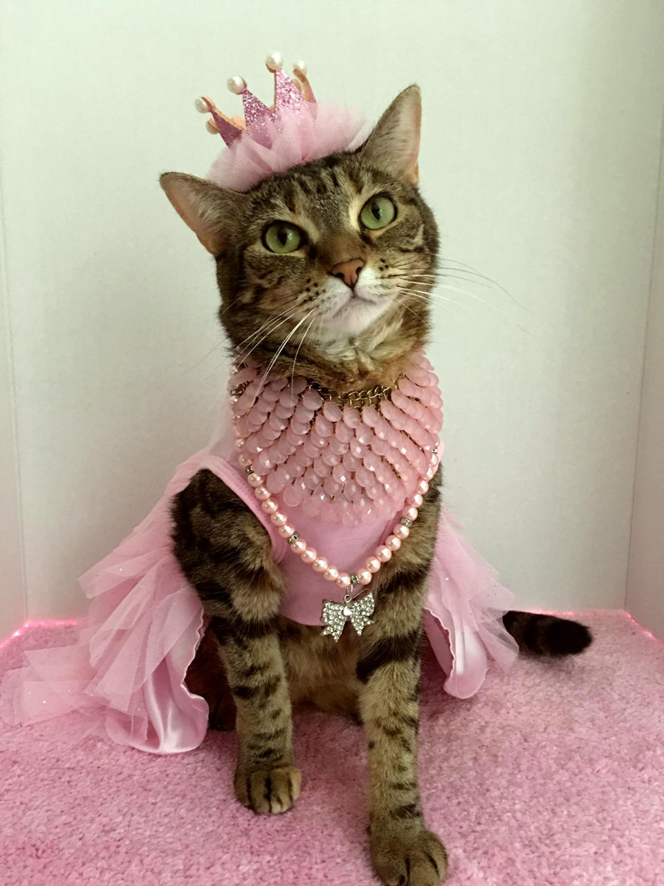 Princess the Glamour Cat