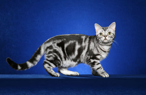 A tabby cat with a "blotched" color pattern.