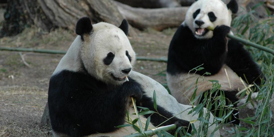 mei xiang and tian tian