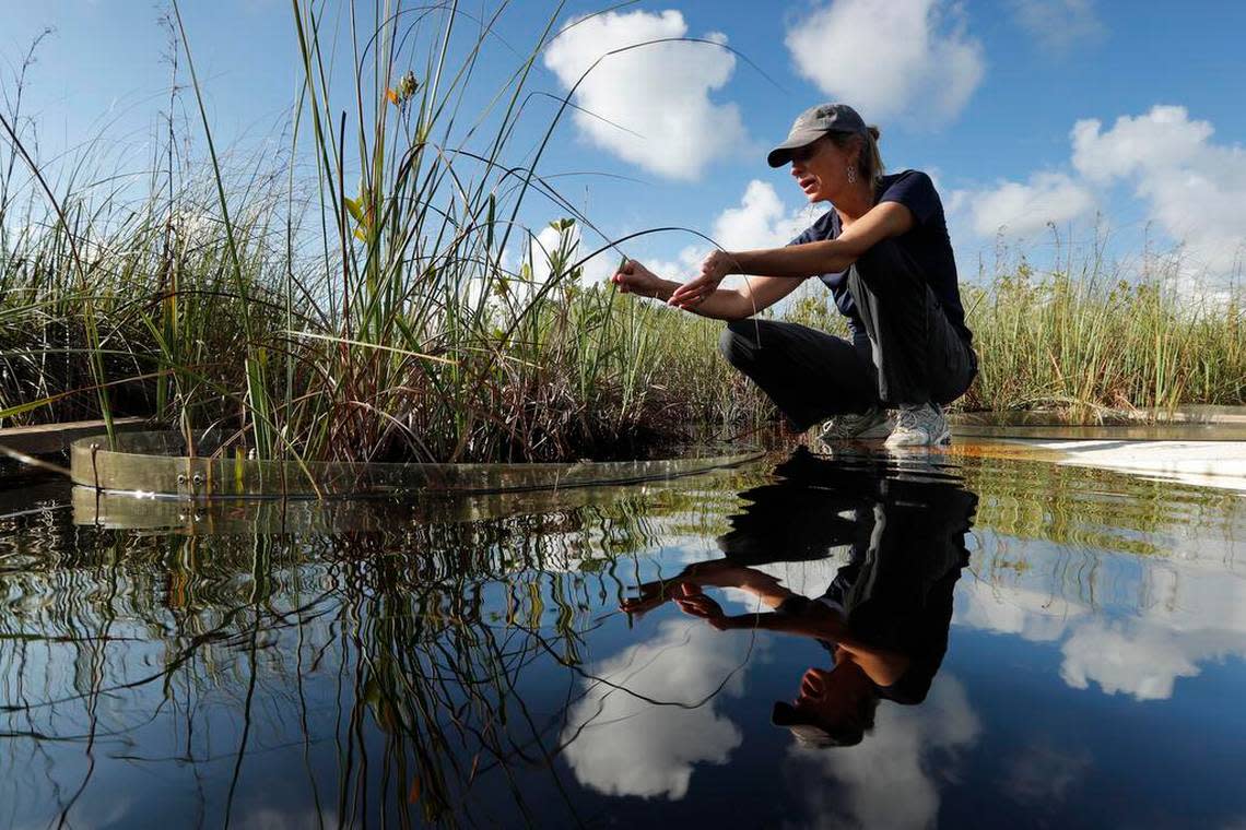 Tiffany Troxler, research scientist and professor at Florida International University, walks on a boardwalk in October 2019 at a wetlands research site at Everglades National Park near Flamingo, Florida. She was studying the wetlands ecosystem and its relation to sea level rise.