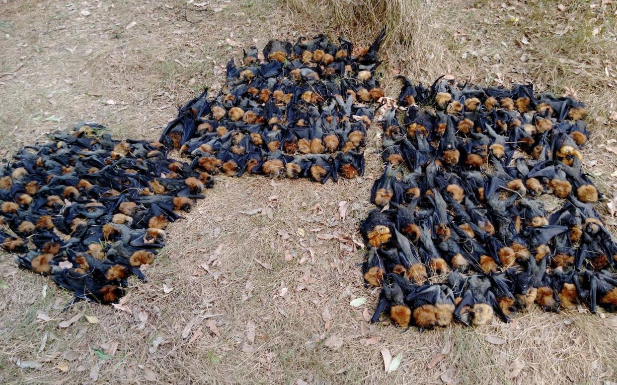 Just some of the dead flying foxes - Facebook