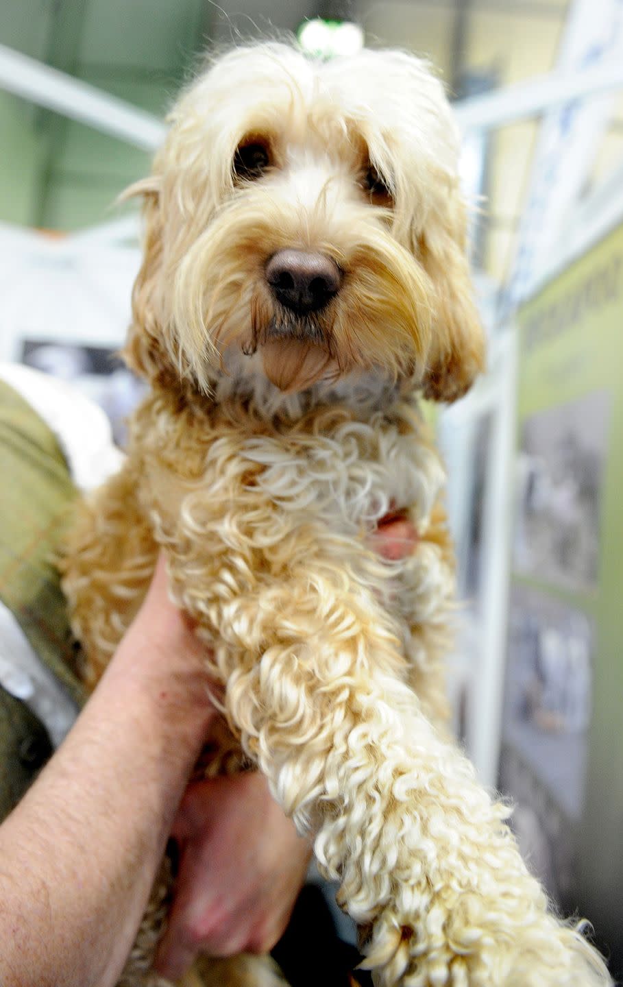 Mini Cockapoo