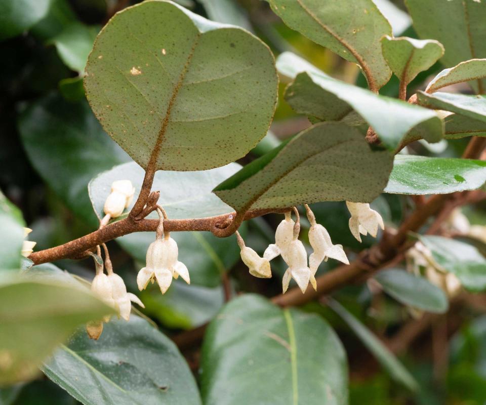 Elaeagnus x ebbingei in flower