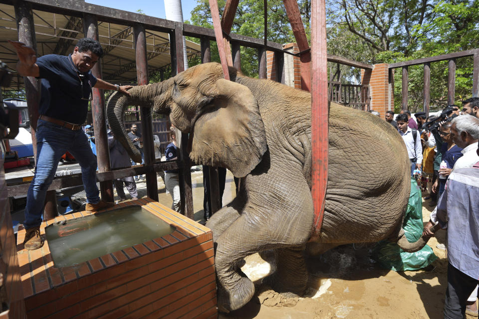 Veterinarians from the global animal welfare group, Four Paws, lift up an elephant named "Noor Jehan" for her medical check-up at Karachi Zoo, in Karachi, Pakistan, Wednesday, April 5, 2023. Foreign veterinarians visited the sickly elephant at the southern Pakistani zoo amid widespread concern over her well-being and living conditions. (AP Photo/Fareed Khan)