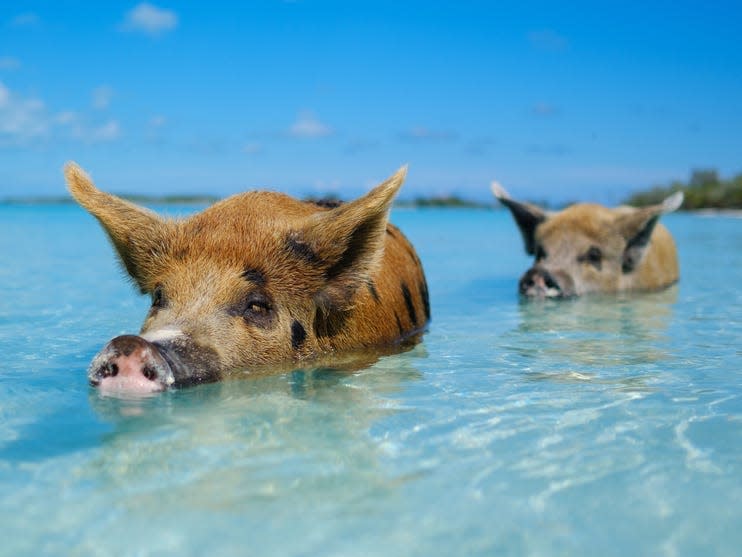 Two pigs swimming on a sunny day in clear waters.