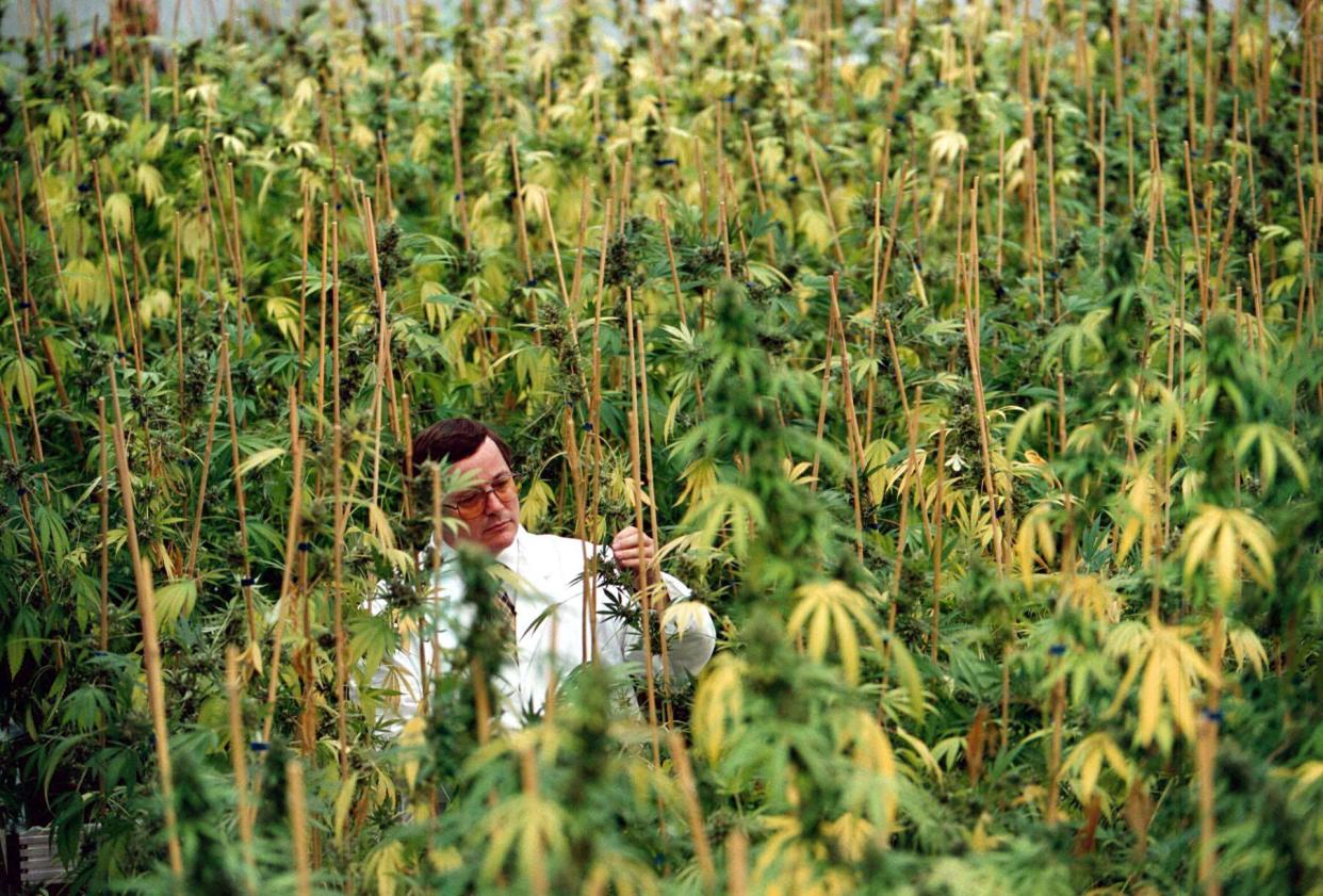 Geoffrey Guy, Chairman and CEO of GW Pharmaceuticals plc with cannabis plants. Photograph by Tim Bishop