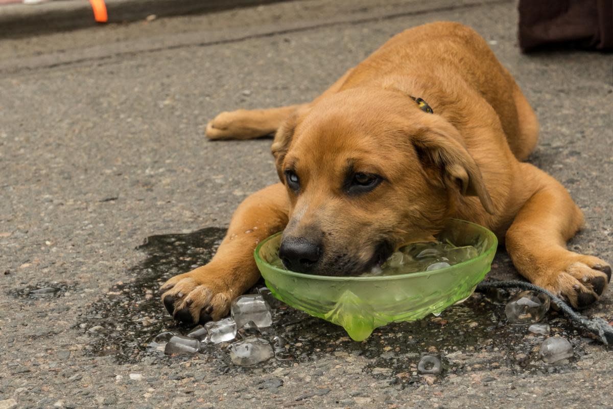 A PDSA vet nurse has revealed dogs can be given ice cubes in the summer to help them cool down <i>(Image: Getty)</i>