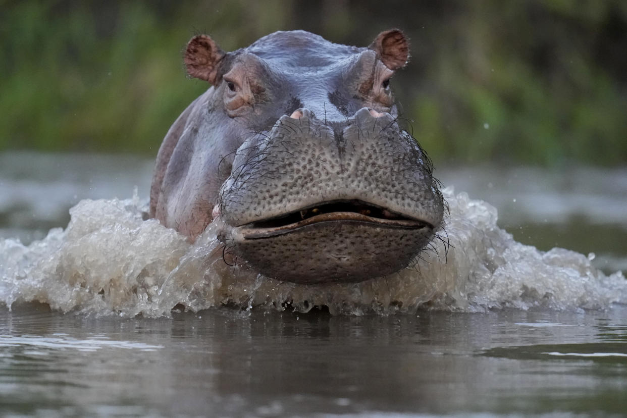 A hippo plows through the water, making waves in its wake.