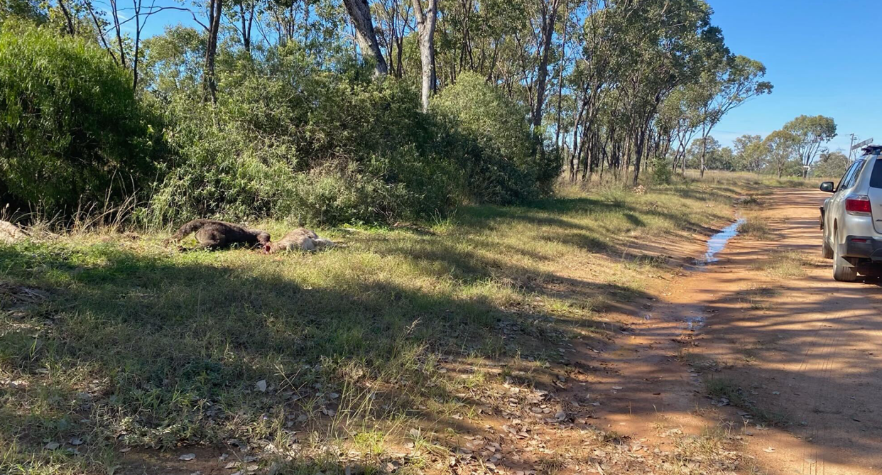 A white car parked on a dirt road 20 minutes north of Inglewood. To the left, it's possible to see the kangaroos lying on the ground in the grass.