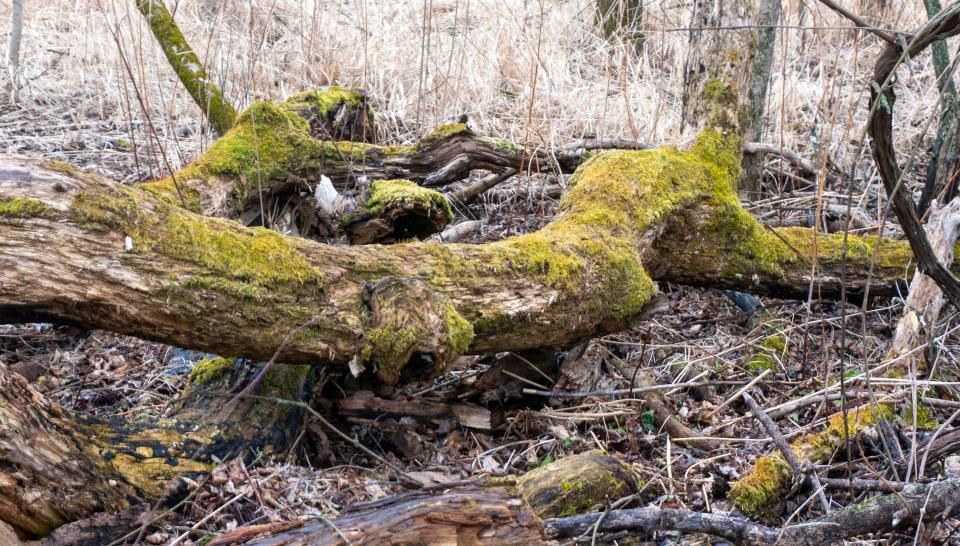 Green moss clings to a fallen tree at the Ellwood H. May Environmental Park, Wednesday, March 30, 2022, in Sheboygan, Wis.