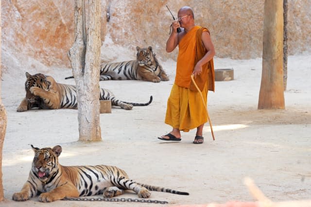 Abbot attacked by tiger at Tiger Temple in Thailand