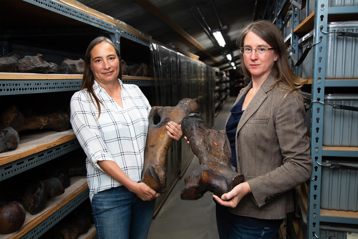 Una fotografía sin fecha proporcionada por el Museo de Historia Natural del condado de Los Ángeles muestra a Regan Dunn, paleobotánica, a la izquierda, y a Emily Lindsey, paleoecóloga, con huesos de fémur de perezosos terrestres de la era glacial desenterrados en los pozos de alquitrán de La Brea. (Natalja Kent/ Museo de Historia Natural del Condado de Los Ángeles via The New York Times)