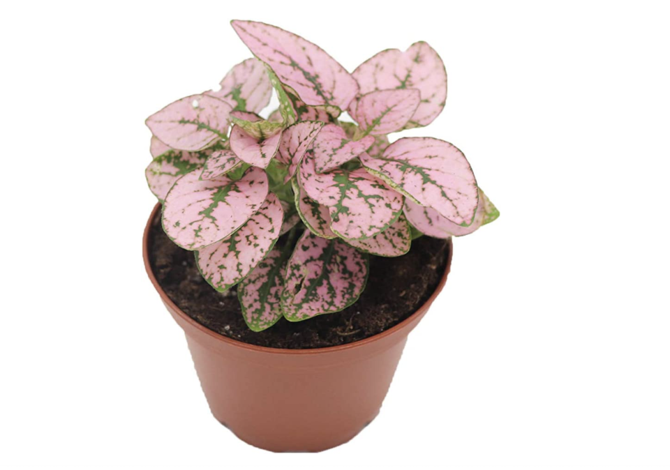 13) Pink Polka Dot Plant