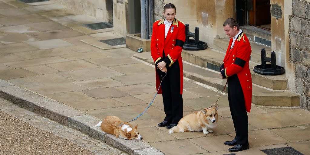 windsor, england   september 19 the royal corgis await the cortege ahead of the committal service for queen elizabeth ii held at st georges chapel, windsor castle on september 19, 2022 in windsor, england the committal service at st georges chapel, windsor castle, took place following the state funeral at westminster abbey a private burial in the king george vi memorial chapel followed queen elizabeth ii died at balmoral castle in scotland on september 8, 2022, and is succeeded by her eldest son, king charles iii photo by peter nicholls   wpa poolgetty images