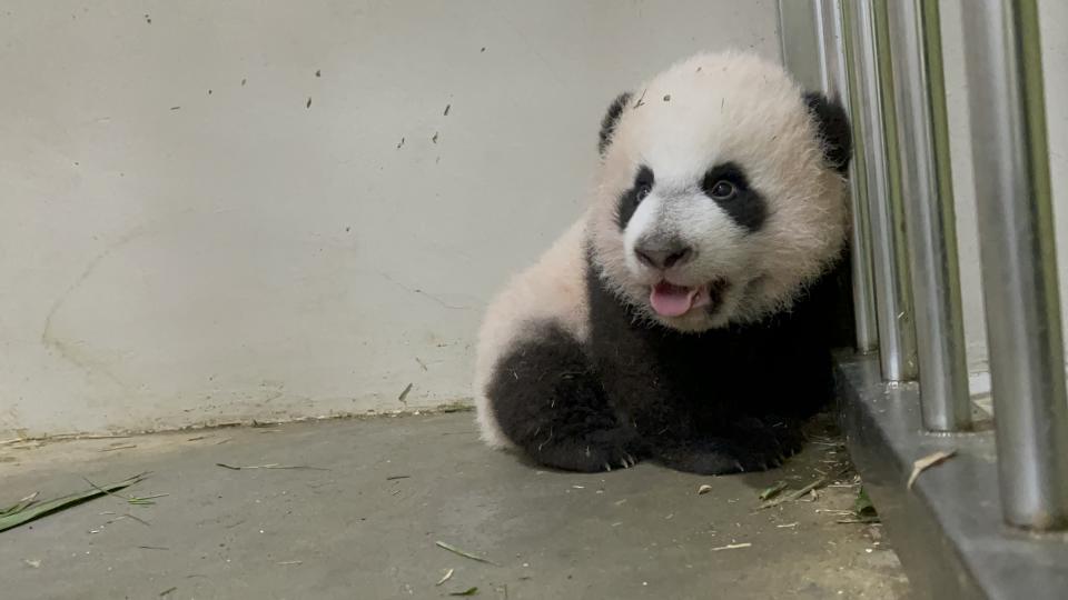 The giant panda cub at River Wonders will eventually join his mother on the public exhibit early next year. (PHOTO: Mandai Wildlife Group)