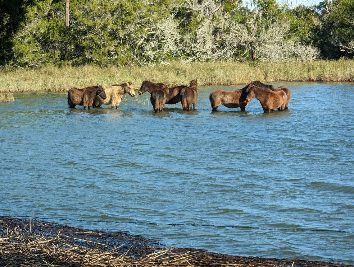 Marsh ponies, a cross between Shetland ponies and the marsh tacky horse, have adapted to living along the South Carolina coastal marsh on Horse and Little Horse islands.