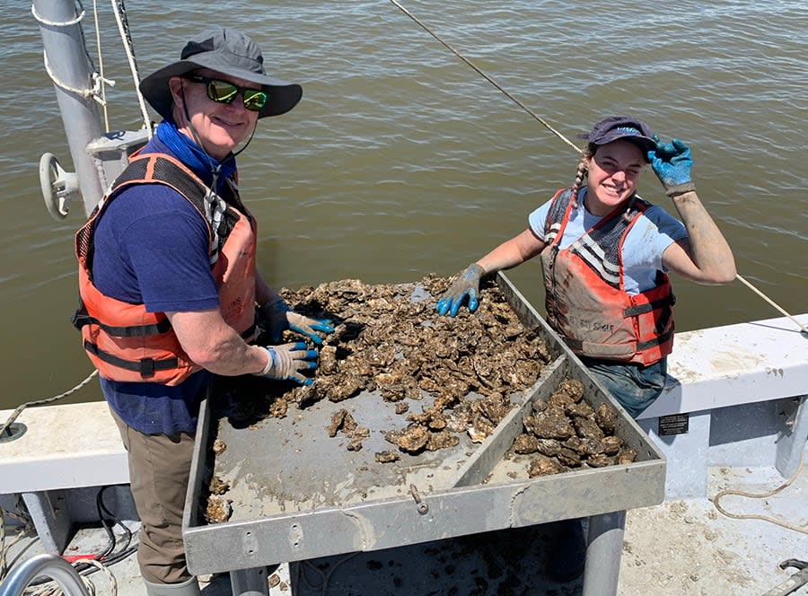 Ryan Carnegie, professor at the Virginia Institute of Marine Science, collecting oysters with a student as part of long-term monitoring of Perkinsus marinus.