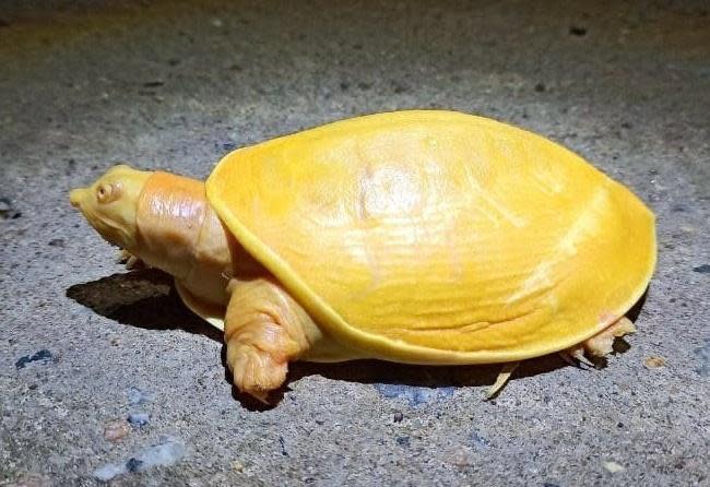 在印度被發現的黃金鱉，外殼和身體裡裡外外都是亮黃色，模樣令人驚豔。（翻攝自Susanta Nanda推特）