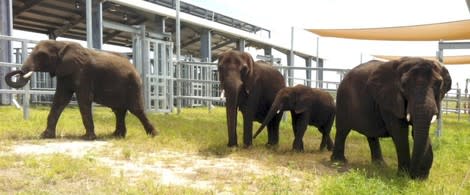 Scenes from the National Elephant Center