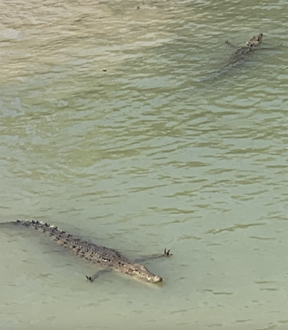 The two saltwater crocodiles with their arms stretched out on the surface at Cahills Crossing.
