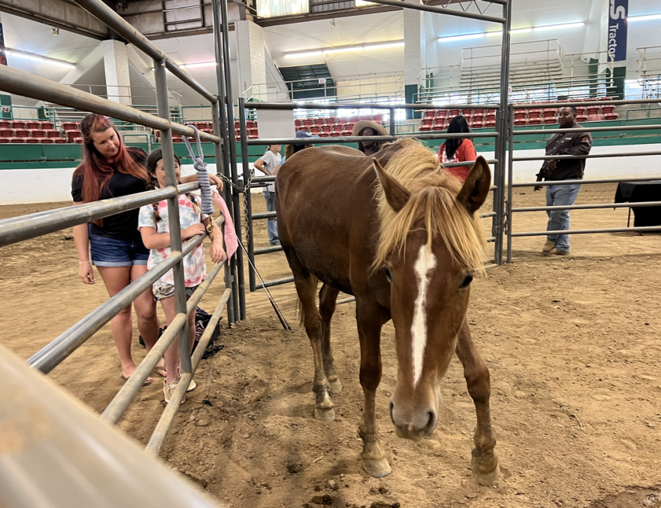 Wild Horse No. 2392 is among the horses available as part of the federal Bureau of Land Management’s Wild Horse and Burro adoption incentive program.