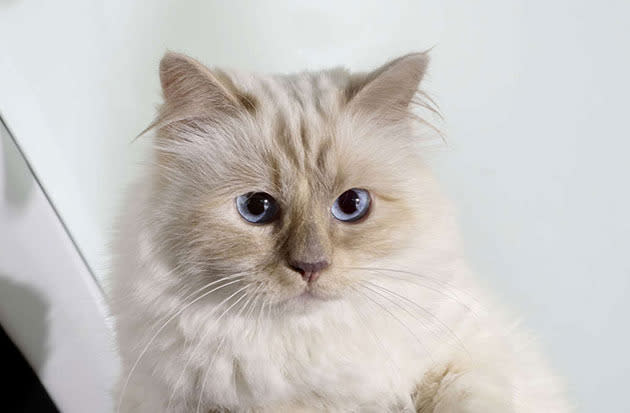 Karl Lagerfeld's cat Choupette made $3 million.