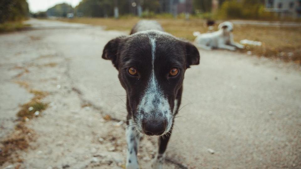 Un perro callejero en la zona radioactiva de Pripyat, la ciudad que quedó abandonada luego del desastre.