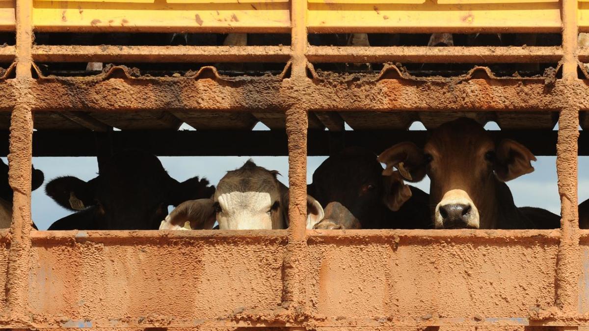 Lebih dari 100 sapi Australia mati dalam perjalanan ke Indonesia