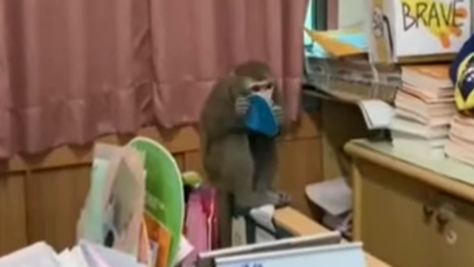獼猴闖入長億高中英文老師辦公室。（圖／翻攝自沈樹林臉書）