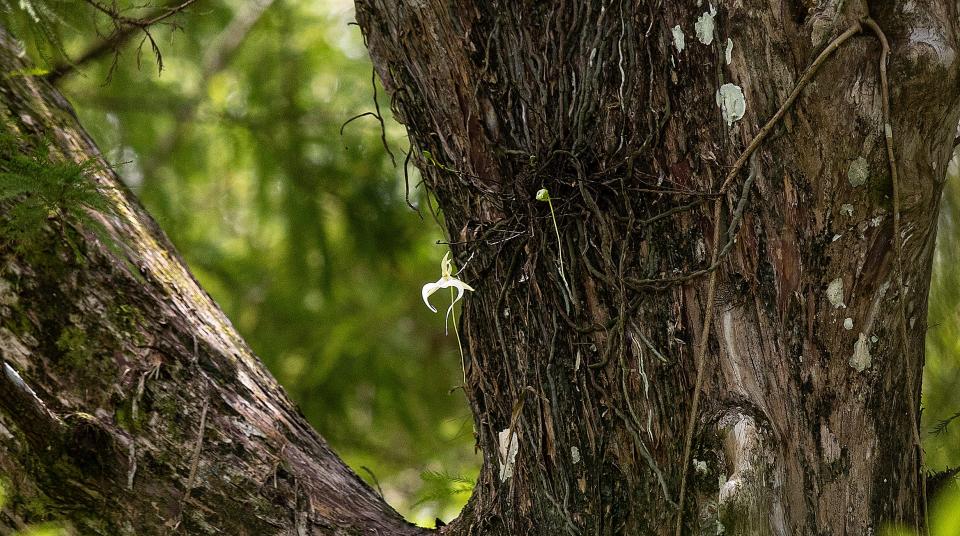 The famous ghost orchid at Audubon Corkscrew Swamp Sanctuary in Collier County is starting to bloom again. It has one bloom with several more on the way. The orchid was found in 2007. The rare orchid is a record breaking orchid because of how many blooms it produces and how high it is off the swamp floor. To see the orchid it is recommended that visitors bring binoculars or long photo lenses . Binoculars can be rented at the sanctuary.  Photographed on Friday, July 1, 2022 with a 600 mm lens with a 2x converter and a sturdy tripod on most of the images. 