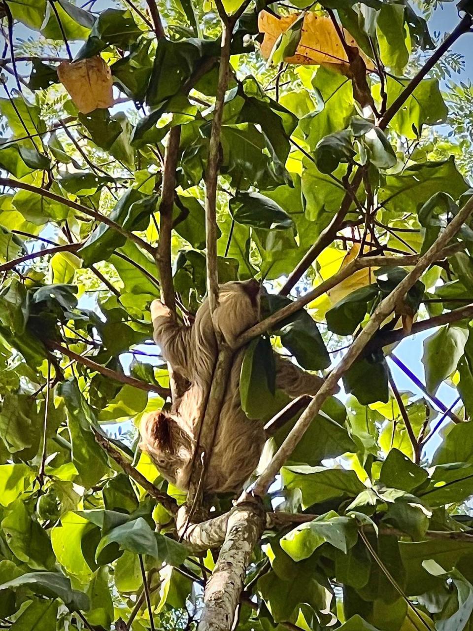 Un oso perezoso dentro del campo de golf en el Hotel Marriott Los Sueños en Costa Rica