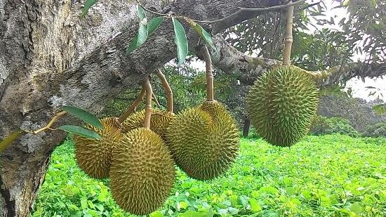 durian farm johor